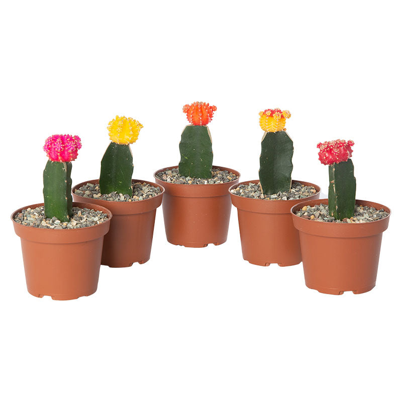 Grafted cactus, assorted colors (price per unit) (Store pickup only)