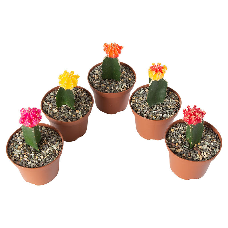 Grafted cactus, assorted colors (price per unit) (Store pickup only)