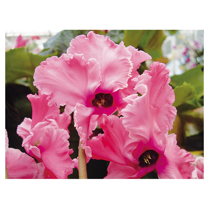Cyclamen mariposa (Únicamente para retiro en tienda)