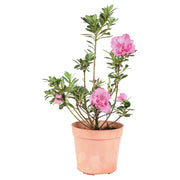Azalea (Únicamente para retiro en tienda)