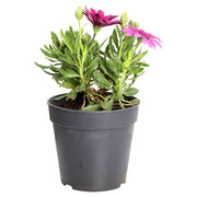 Osteospermum (In-store pickup only)