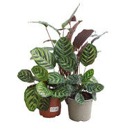 Calathea Makoyana (Únicamente para retiro en tienda)