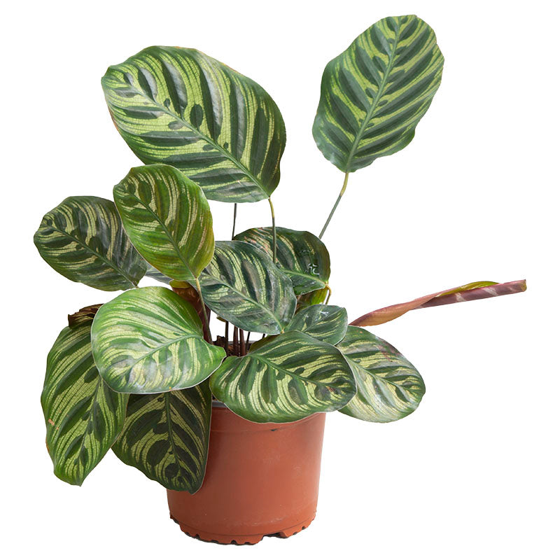 Calathea Makoyana (Únicamente para retiro en tienda)