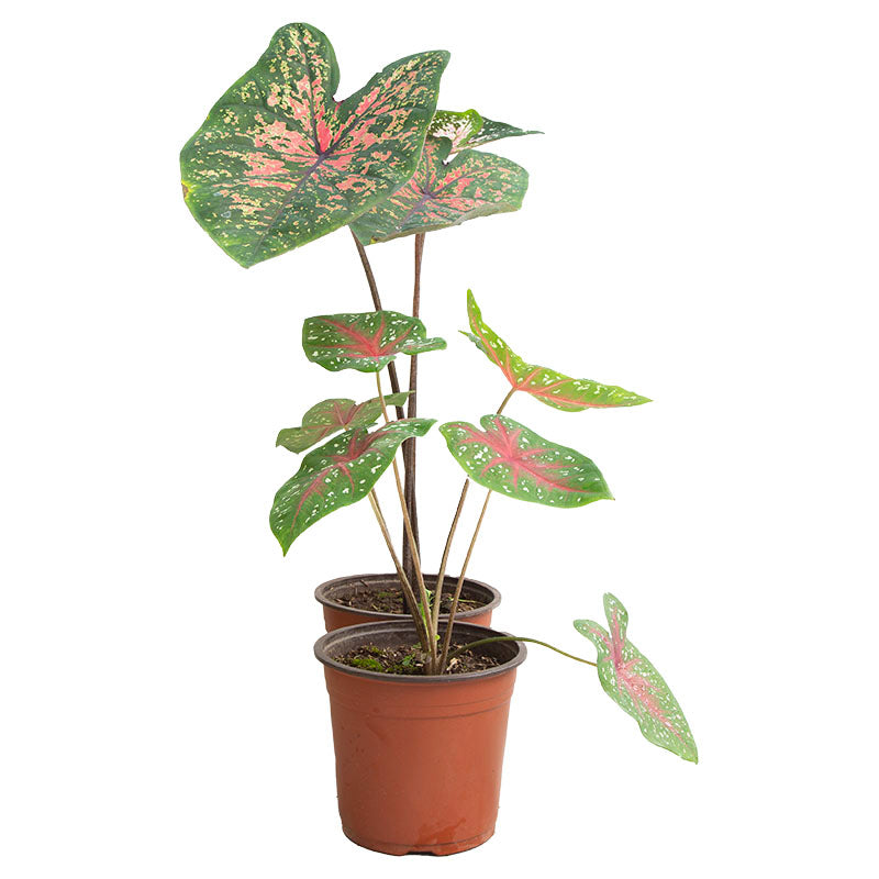 Assorted Caladium Plant (In-store pickup only)