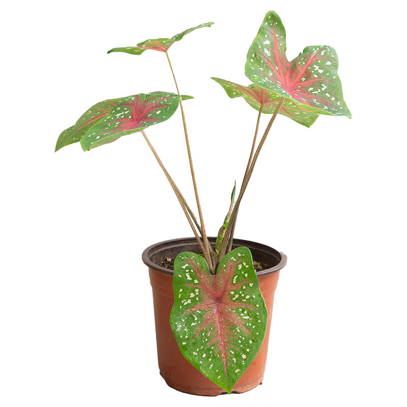 Planta Caladium surtido (Únicamente para retiro en tienda)