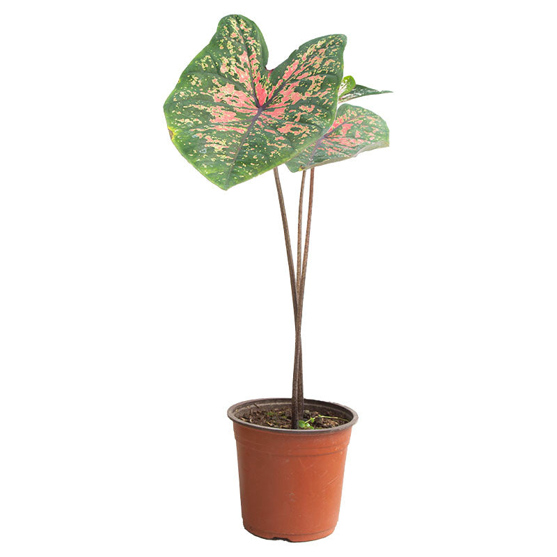 Assorted Caladium Plant (In-store pickup only)
