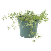 Thyme (In-store pickup only)