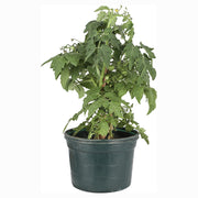 Tomato (In-store pickup only)