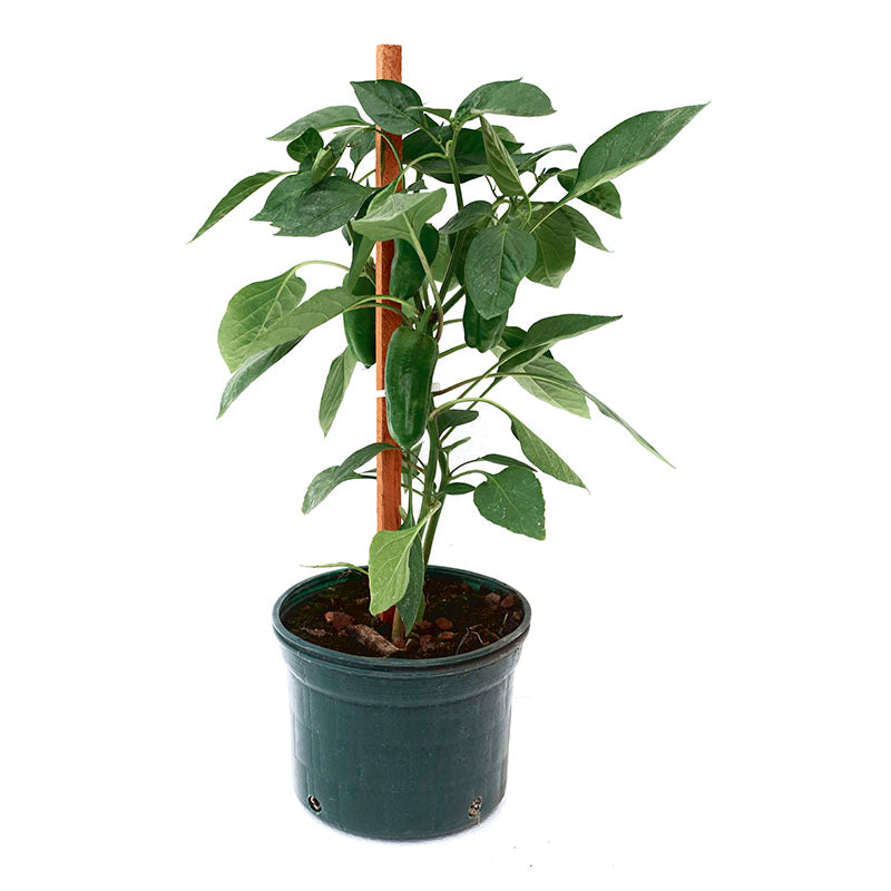Chile dulce (Únicamente para retiro en tienda)