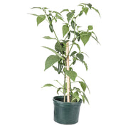 Chile picante (Únicamente para retiro en tienda)