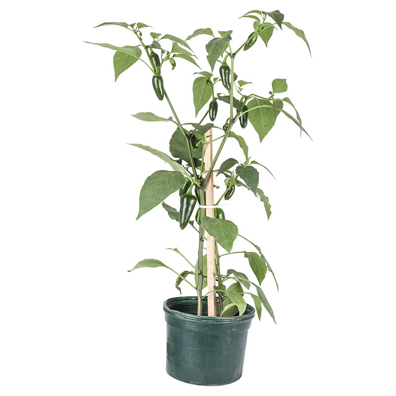 Chile picante (Únicamente para retiro en tienda)