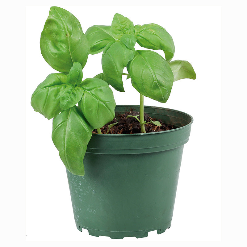 Green basil (In-store pickup only)