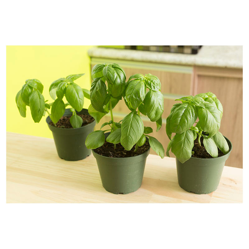 Albahaca verde (Únicamente para retiro en tienda)