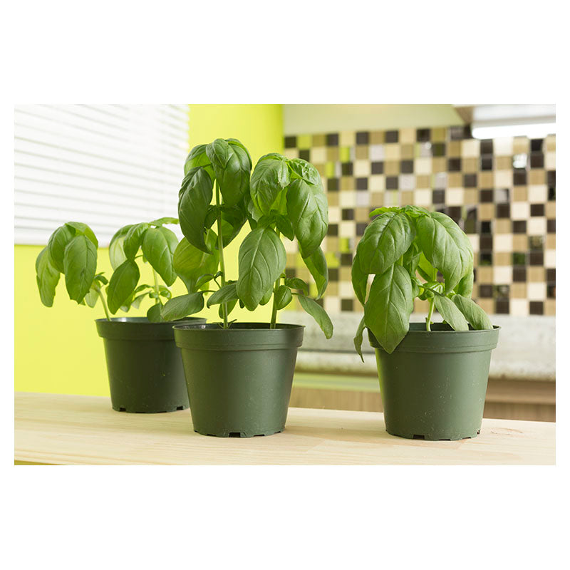Green basil (In-store pickup only)
