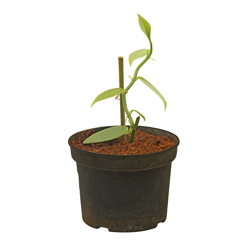Vainilla (Únicamente para retiro en tienda)