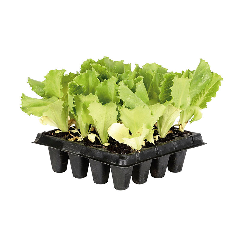 Lechuga surtida (Únicamente para retiro en tienda)