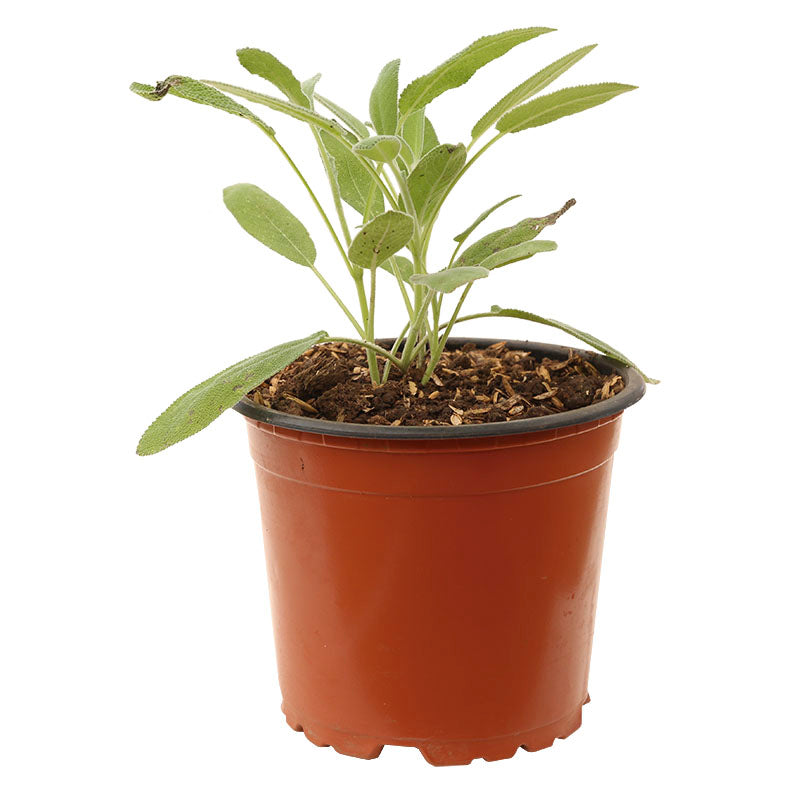 Virgin Salvia (In-store pickup only)