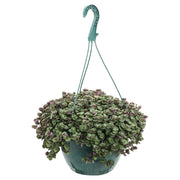 Basket of five (In-store pickup only)