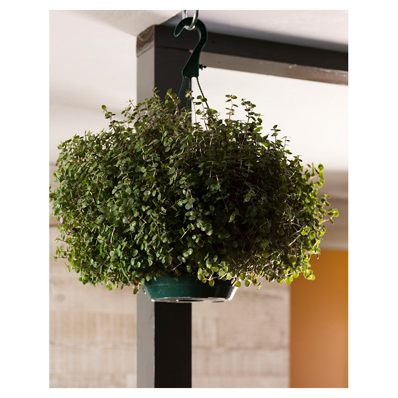Basket of five (In-store pickup only)