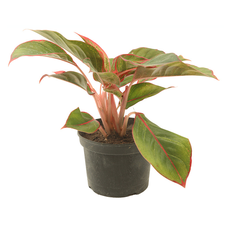 Aglonema de colores (Únicamente para retiro en tienda)