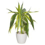 Decorative ornamental plant ceramic pot (In-store pickup only)