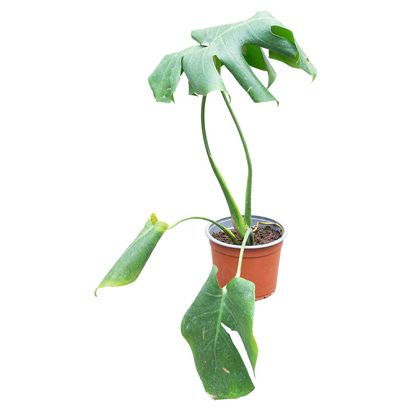 Monstera pequeña maceta 15 cm (Únicamente para retiro en tienda)