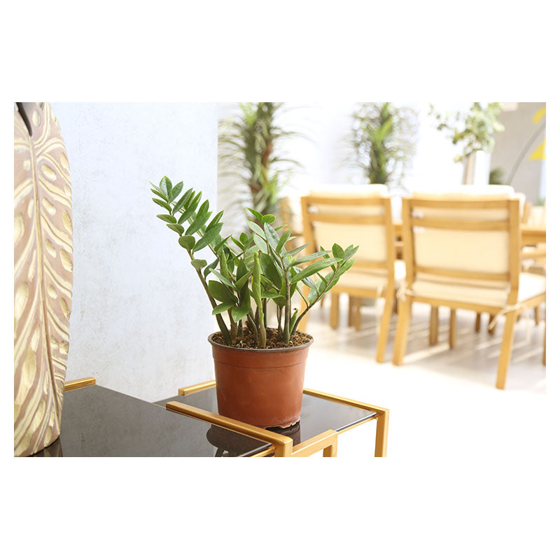 Zamioculca (Únicamente para retiro en tienda)