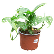 Monstera Adansonii (In-store pickup only)
