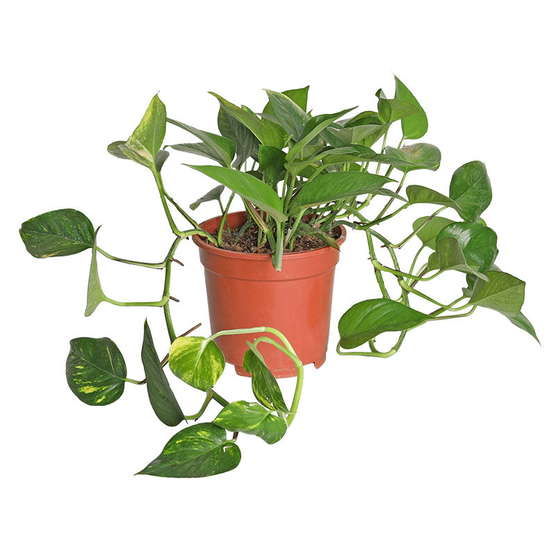 Millonaria (Únicamente para retiro en tienda)