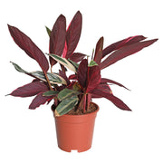 Calathea (Únicamente para retiro en tienda)