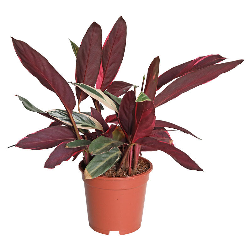 Calathea (Únicamente para retiro en tienda)