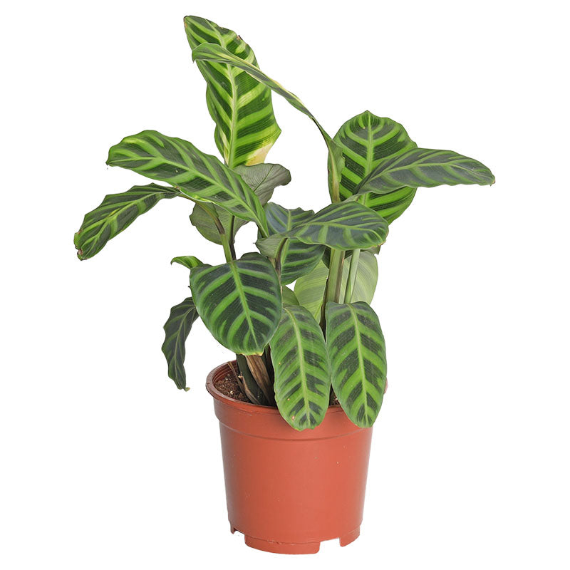 Calathea (Únicamente para retiro en tienda)