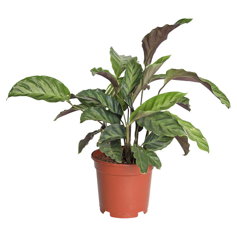 Calathea (Únicamente para retiro en tienda)