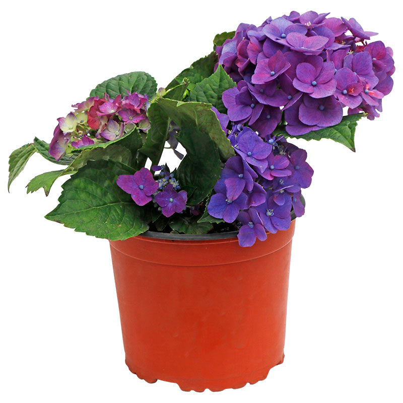 Hortensia holandesa (Únicamente para retiro en tienda)