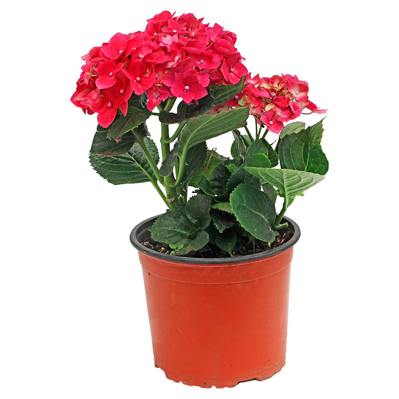 Hortensia holandesa (Únicamente para retiro en tienda)