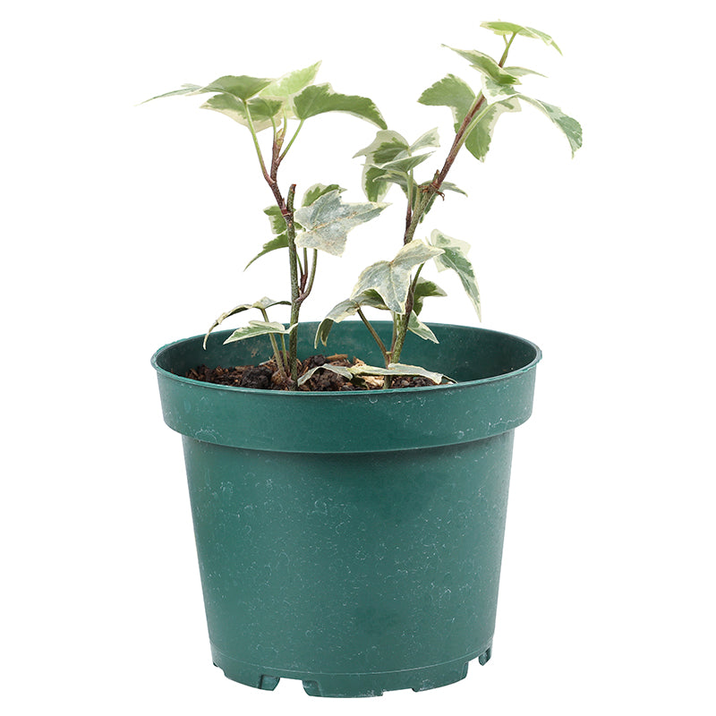Ivy (In-store pickup only)