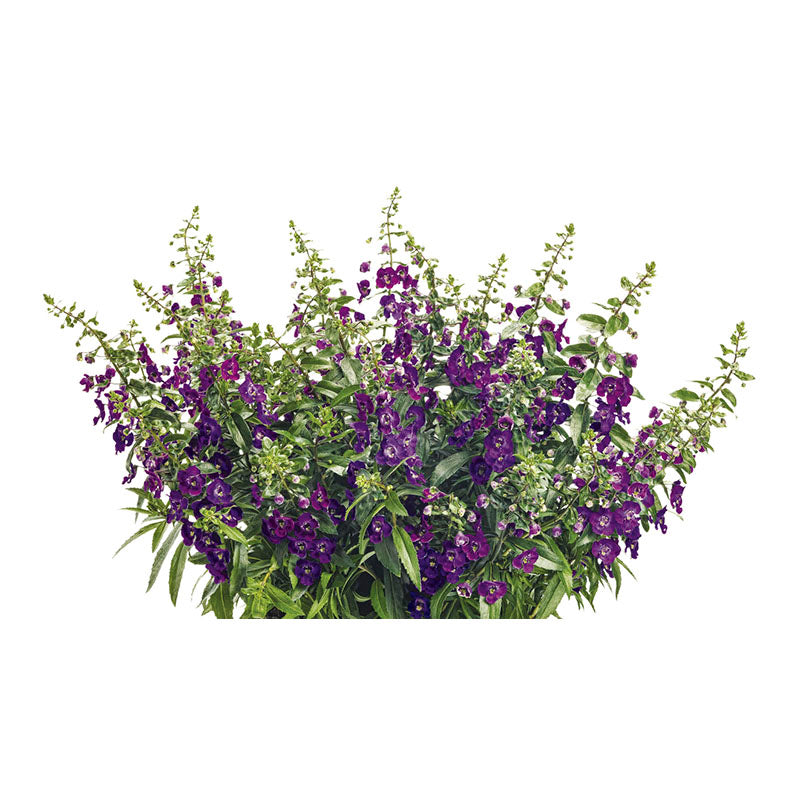 Angelonia (In-store pickup only)