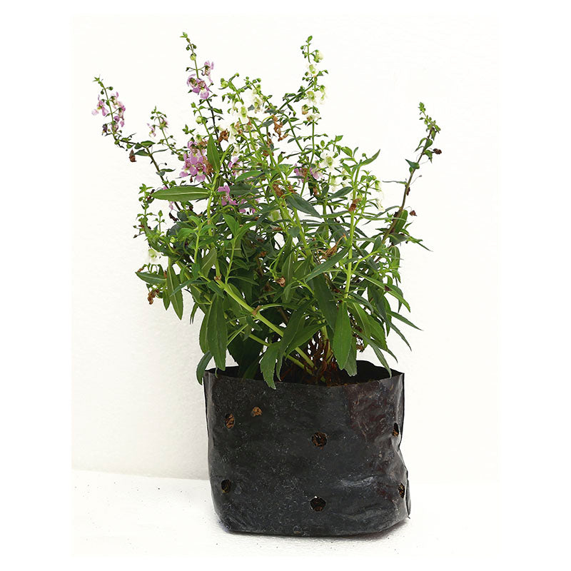 Angelonia (In-store pickup only)