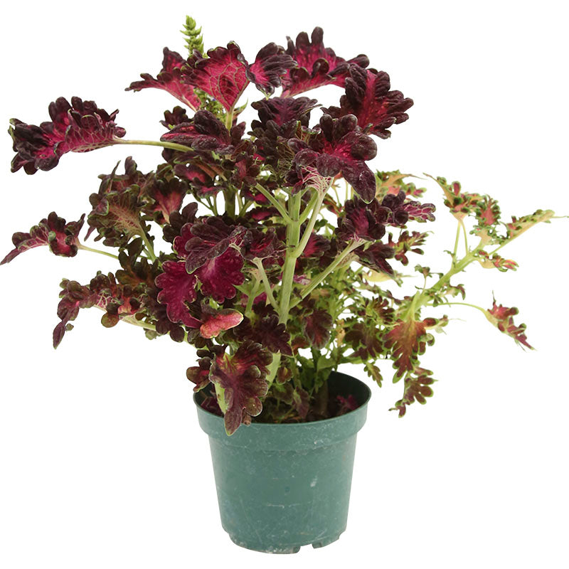 Common Coleus (Store pickup only)