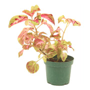 Coleus Kong Chirite (In-store pickup only)