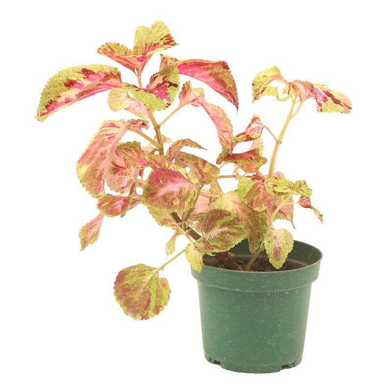 Coleus Kong Chirite (Únicamente para retiro en tienda)
