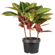 Croton Petra (Únicamente para retiro en tienda)