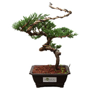 Large Bonsai (In-store pickup only)