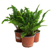 Curly fern (In-store pickup only)