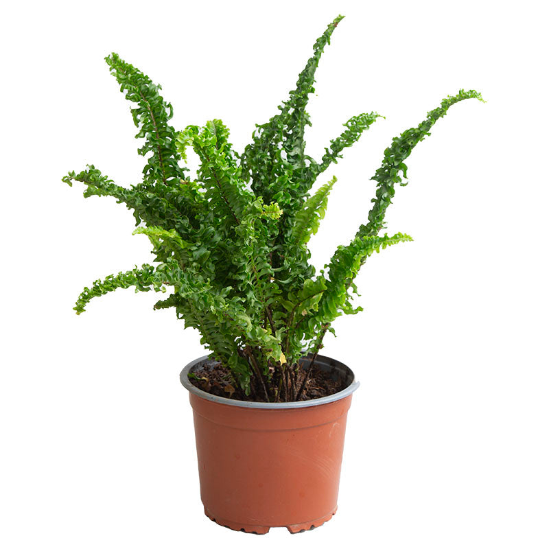 Helecho curly (Únicamente para retiro en tienda)