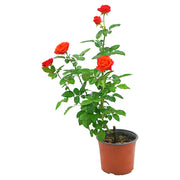 Rosa europea (Únicamente para retiro en tienda)