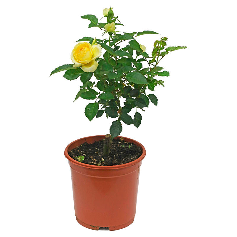 Rosa europea (Únicamente para retiro en tienda)