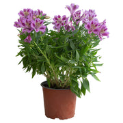 Astromelia (Únicamente para retiro en tienda)