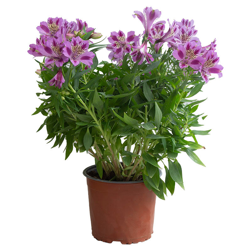 Peruvian Lily (Store pickup only)