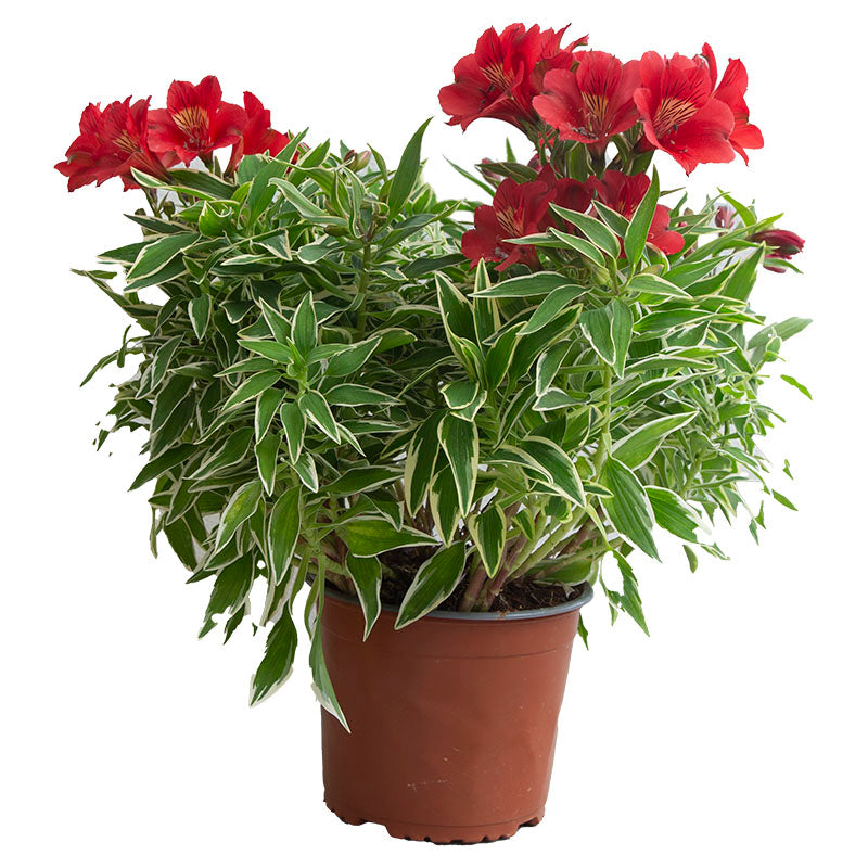 Peruvian Lily (Store pickup only)